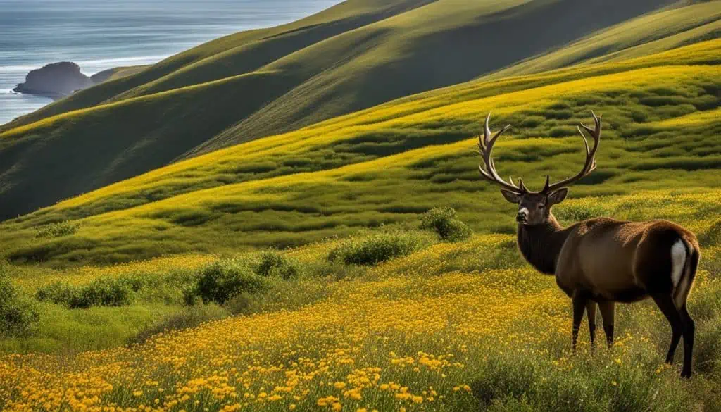 Point Reyes Scenic Landscape Point reyes scenic landscape