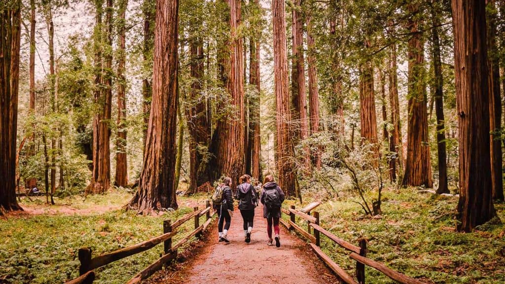Muir Woods Trail - Walking Among the Majestic Redwood Trees
